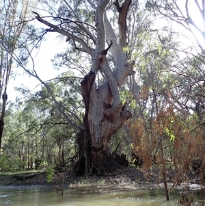 Eucalyptus sp. at Hay, NSW - suppressed