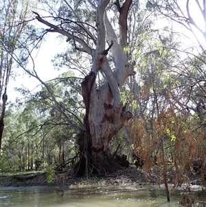 Eucalyptus sp. at Hay, NSW - 16 Nov 2021