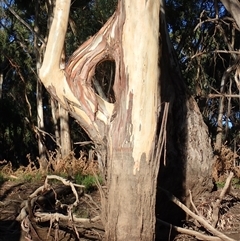 Eucalyptus sp. (A Gum Tree) at Maude, NSW - 4 Feb 2022 by MB