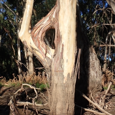 Eucalyptus sp. at Maude, NSW - 3 Feb 2022 by MB