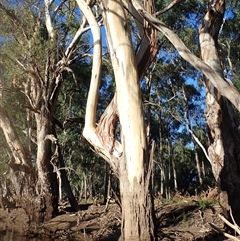 Eucalyptus (genus) at Maude, NSW - suppressed