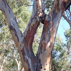 Eucalyptus sp. at Maude, NSW - 2 Feb 2022 by MB