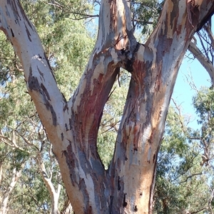 Eucalyptus sp. at Maude, NSW - suppressed