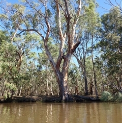 Eucalyptus sp. at Maude, NSW - suppressed