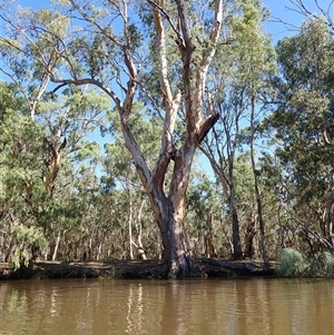 Eucalyptus sp. at Maude, NSW - suppressed