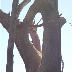 Eucalyptus sp. at Hay South, NSW - 2 Feb 2022 by MB