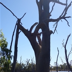 Eucalyptus sp. at Hay South, NSW - suppressed