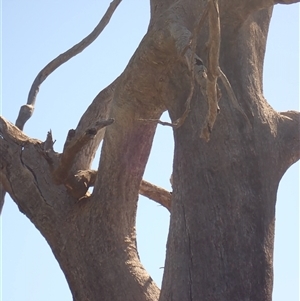Eucalyptus sp. at Hay South, NSW - suppressed