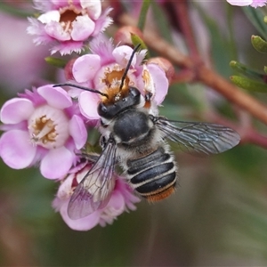 Megachile (Eutricharaea) maculariformis at Hall, ACT - 15 Nov 2024 01:10 PM