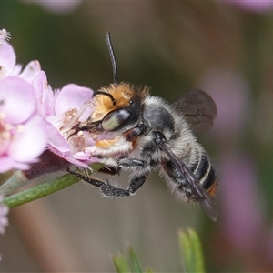 Megachile (Eutricharaea) maculariformis at Hall, ACT - 15 Nov 2024 01:10 PM