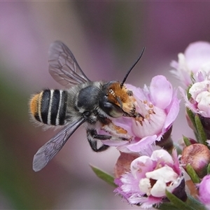 Megachile (Eutricharaea) maculariformis at Hall, ACT - 15 Nov 2024 01:10 PM