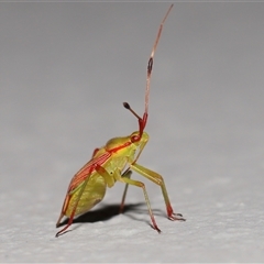 Pseudopantilius australis (Red and Green Mirid Bug) at Acton, ACT - 13 Nov 2024 by TimL