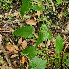 Urtica incisa (Stinging Nettle) at Kangaroo Valley, NSW - 13 Nov 2024 by maureenbell