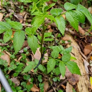 Rubus rosifolius (Rose-leaf Bramble) at Kangaroo Valley, NSW by maureenbell