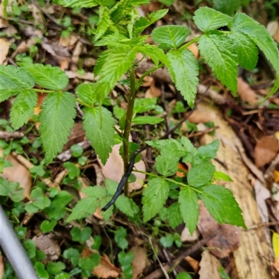 Rubus rosifolius (Rose-leaf Bramble) at Kangaroo Valley, NSW - 13 Nov 2024 by maureenbell