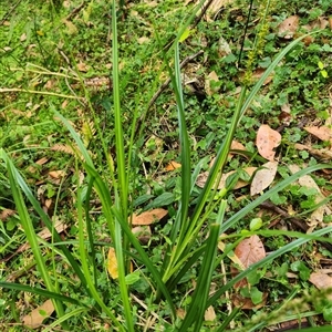 Carex incomitata at Kangaroo Valley, NSW - 13 Nov 2024