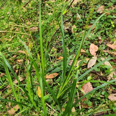 Carex incomitata (Hillside Sedge) by maureenbell