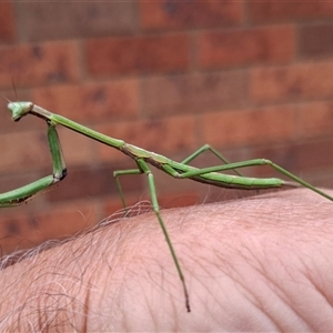 Mantidae (family) adult or nymph at Chisholm, ACT - 14 Nov 2024