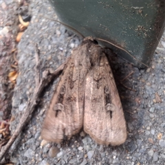 Agrotis infusa (Bogong Moth, Common Cutworm) at Chisholm, ACT - 14 Nov 2024 by RomanSoroka