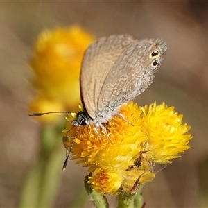 Nacaduba biocellata at Hall, ACT - 14 Nov 2024