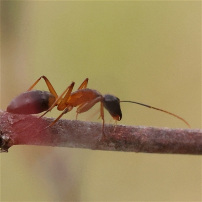 Camponotus consobrinus (Banded sugar ant) at Gundaroo, NSW - 10 Nov 2024 by ConBoekel