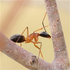 Camponotus consobrinus at Gundaroo, NSW - 11 Nov 2024 07:55 AM