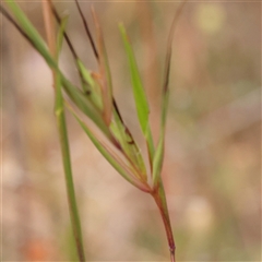 Themeda triandra at Gundaroo, NSW - 11 Nov 2024