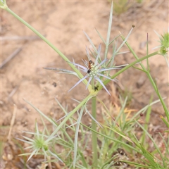 Eryngium ovinum (Blue Devil) at Gundaroo, NSW - 11 Nov 2024 by ConBoekel