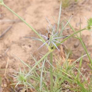 Eryngium ovinum at Gundaroo, NSW - 11 Nov 2024 07:52 AM