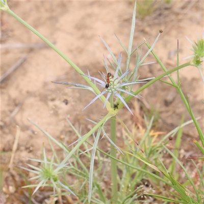 Eryngium ovinum (Blue Devil) at Gundaroo, NSW - 11 Nov 2024 by ConBoekel