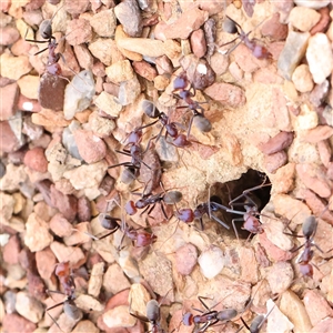 Iridomyrmex purpureus at Gundaroo, NSW - 11 Nov 2024