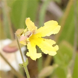 Goodenia paradoxa at Gundaroo, NSW - 11 Nov 2024