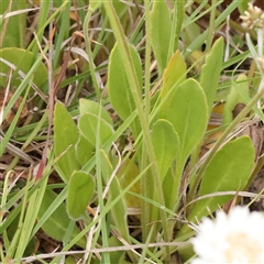 Goodenia paradoxa at Gundaroo, NSW - 11 Nov 2024 07:50 AM