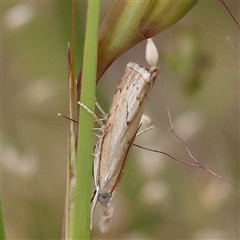 Culladia cuneiferellus (Crambinae moth) at Gundaroo, NSW - 10 Nov 2024 by ConBoekel