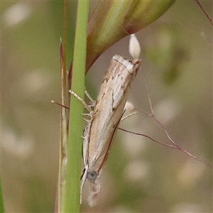 Culladia cuneiferellus at Gundaroo, NSW - 11 Nov 2024 07:48 AM