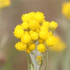 Chrysocephalum semipapposum (Clustered Everlasting) at Gundaroo, NSW - 10 Nov 2024 by ConBoekel