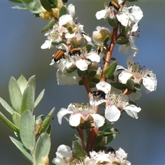 Leptospermum lanigerum at Colo Vale, NSW - 9 Nov 2024 by Curiosity