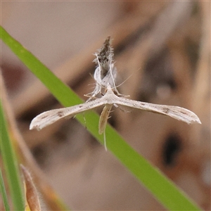 Platyptilia celidotus at Gundaroo, NSW - 11 Nov 2024 07:44 AM