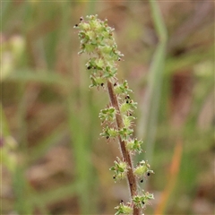 Acaena x ovina (Sheep's Burr) at Gundaroo, NSW - 11 Nov 2024 by ConBoekel