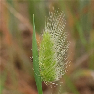 Cynosurus echinatus at Gundaroo, NSW - 11 Nov 2024