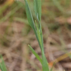 Cynosurus echinatus at Gundaroo, NSW - 11 Nov 2024