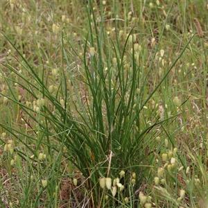 Eryngium ovinum at Gundaroo, NSW - 11 Nov 2024 07:40 AM