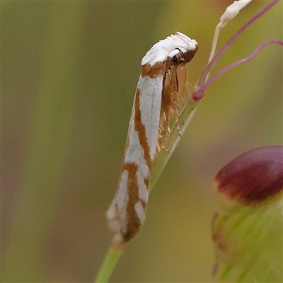 Oxythecta (genus) at Gundaroo, NSW - 10 Nov 2024 by ConBoekel