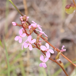 Stylidium graminifolium at Gundaroo, NSW - 11 Nov 2024 07:38 AM