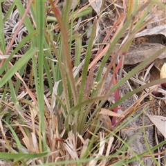 Stylidium graminifolium at Gundaroo, NSW - 11 Nov 2024 07:38 AM