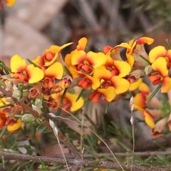 Dillwynia sericea (Egg And Bacon Peas) at Gundaroo, NSW - 11 Nov 2024 by ConBoekel