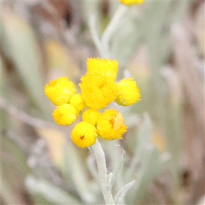 Chrysocephalum apiculatum at Gundaroo, NSW - 11 Nov 2024 07:37 AM