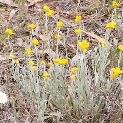 Chrysocephalum apiculatum at Gundaroo, NSW - 11 Nov 2024 07:37 AM