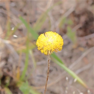 Leptorhynchos squamatus subsp. squamatus at Gundaroo, NSW - 11 Nov 2024