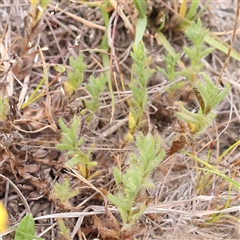 Leptorhynchos squamatus subsp. squamatus at Gundaroo, NSW - 11 Nov 2024 07:35 AM